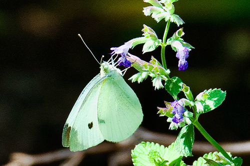 Small White