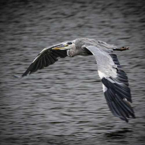 Grey Heron