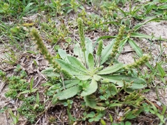 Plantago