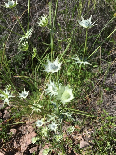 Eryngium heterophyllum, photograph 4