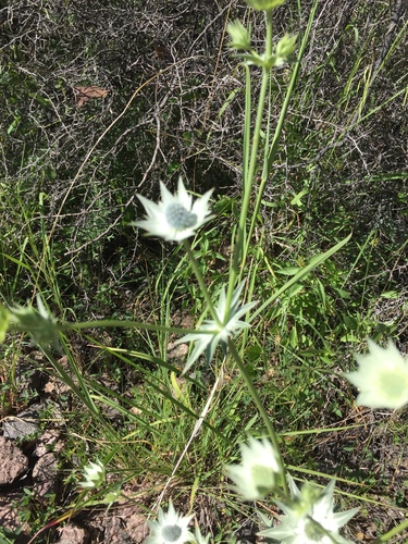 Eryngium heterophyllum, photograph 3