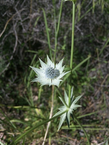 Eryngium heterophyllum