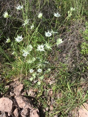 Eryngium heterophyllum, photograph (c) Oscar C. González Martínez, some rights reserved (CC BY-SA)
