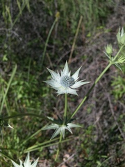 Eryngium heterophyllum, photograph (c) Oscar C. González Martínez, some rights reserved (CC BY-SA)