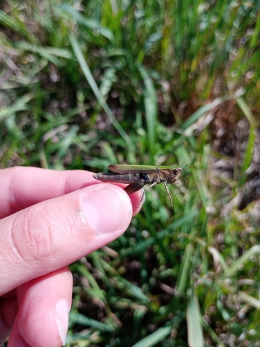 Steppe Grasshopper
