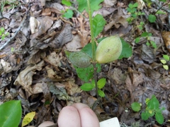 Amphibolips acuminata