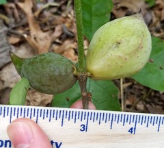 Amphibolips acuminata