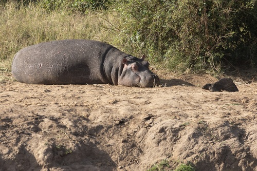 Hippo