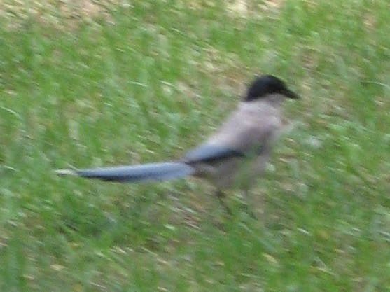 Azure-winged Magpie