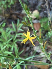 Echeandia flavescens, photograph (c) Oscar C. González Martínez, some rights reserved (CC BY-SA)