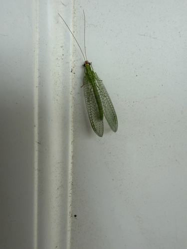 Golden-eyed Lacewing