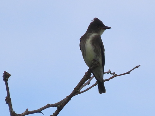 Olive-sided Flycatcher