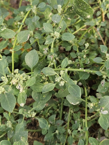 Stinking Goosefoot