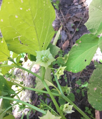 Jaltomata procumbens, photograph 3
