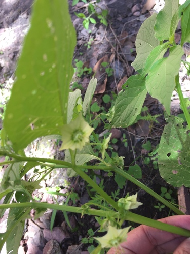 Jaltomata procumbens, photograph 4