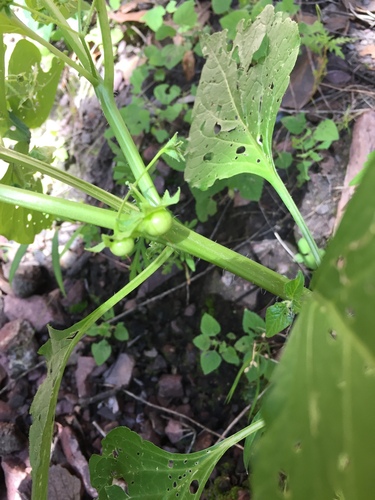 Jaltomata procumbens, photograph 2
