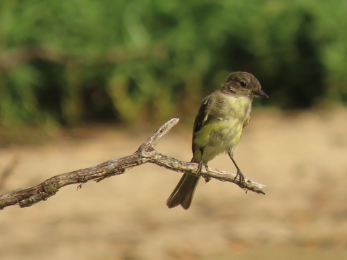 Eastern Phoebe