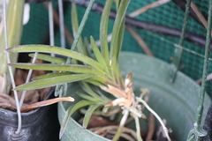 Vanda falcata