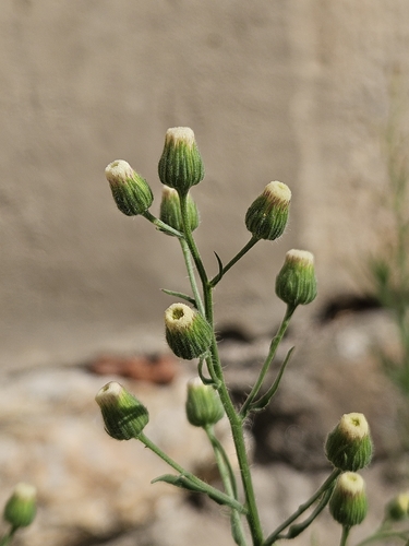 Flax-leaved Horseweed