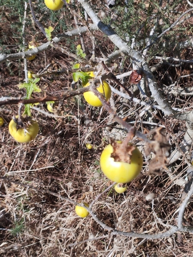 Solanum linnaeanum, photograph 3
