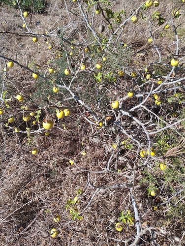 Solanum linnaeanum, photograph 4