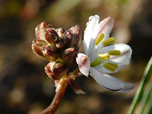 Drimia exuviata