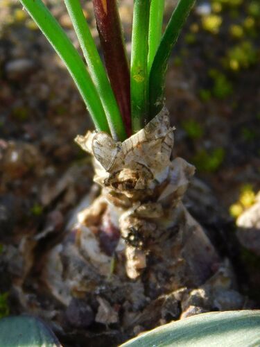 Drimia exuviata