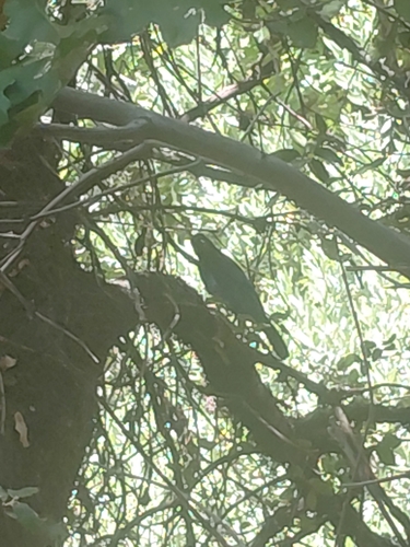 iNaturalist observation photo of Steller's Jay