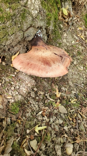 Beefsteak Polypore