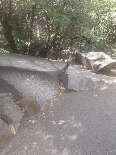 iNaturalist observation photo of Steller's Jay