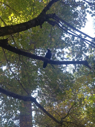 iNaturalist observation photo of Common Raven