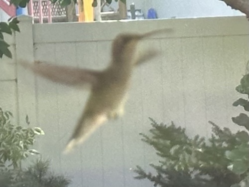 Black-chinned Hummingbird observed by spiderviking