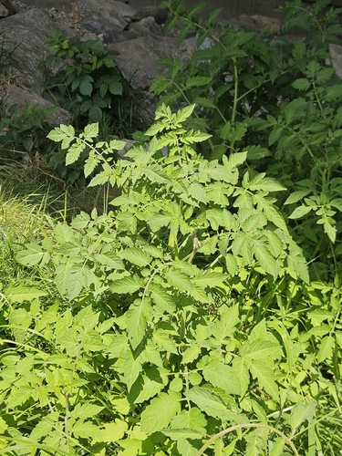 tomato