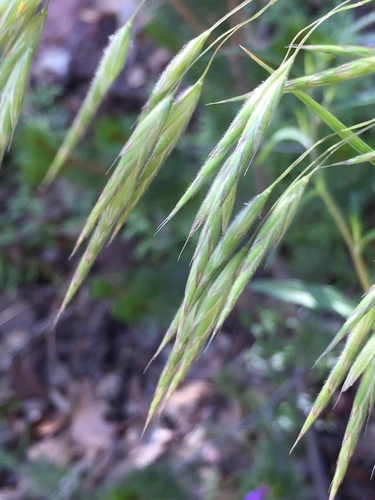 Bromus ciliatus, photograph 6
