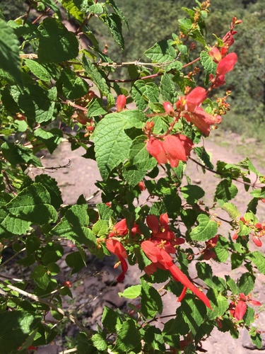 Salvia regla, photograph 3