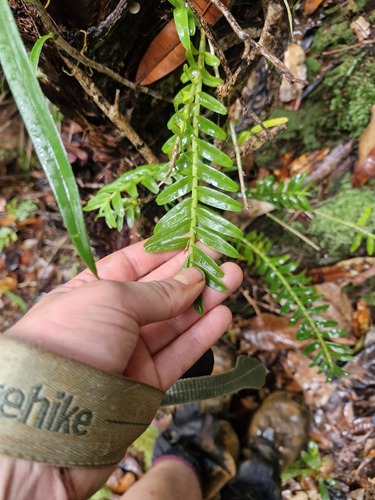 Appendicula reflexa, photograph 1