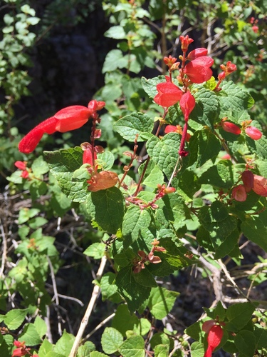 Salvia regla, photograph 4