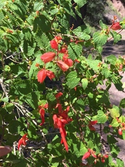 Salvia regla, photograph (c) Oscar C. González Martínez, some rights reserved (CC BY-SA)