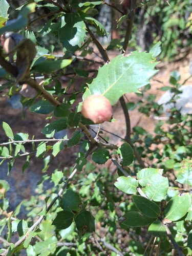 iNaturalist observation photo of Golden Oak Apple Gall Wasp