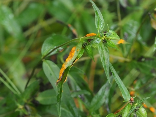 Coleosporium melampyri