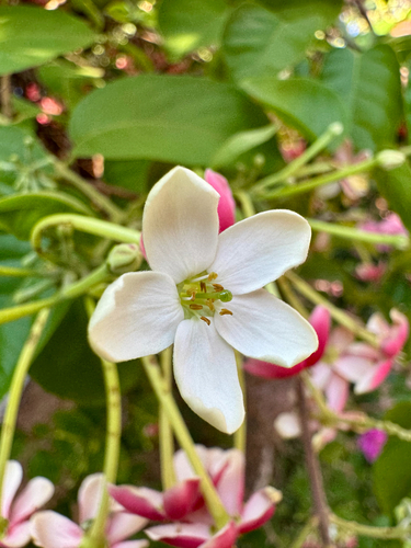 Rangoon Creeper