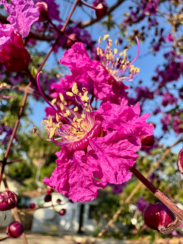 Physocalymma scaberrimum