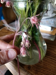 Geum triflorum