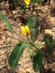 Chamaecrista glandulosa, photograph (c) Oscar C. González Martínez, some rights reserved (CC BY-SA)