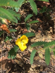 Chamaecrista glandulosa