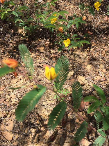 Chamaecrista glandulosa, photograph 3