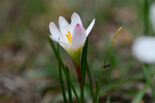 Pink Rain Lily (Zephyranthes grandiflora)