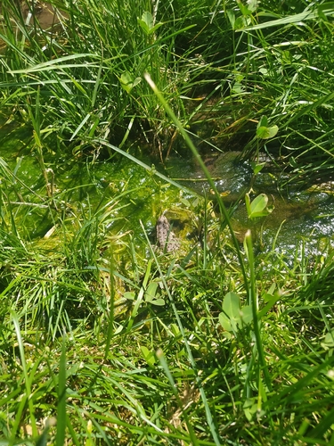 Taurus Frog