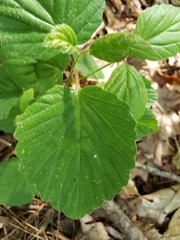 Viburnum rafinesqueanum