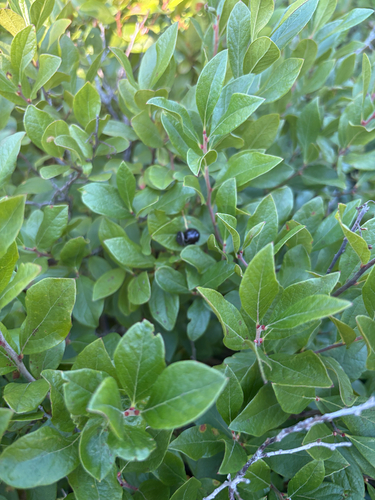 black huckleberry